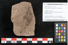 Foto (Objekt + Etikett) von Podocarpus praecupressina Ettingshausen (NHMW-GEO-2024-0188-10350)
